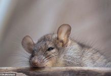 We have supersized rats under the decking at home – what should we do?