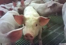 Cruelty claims knock £150m off pork producer Cranswick after second Mail probe at its farms