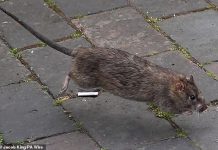 Rats are coming in from our neighbours’ garden – what can I do? Lawyer DEAN DUNHAM replies