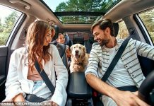 Pup my ride: This is how much drivers spend pet proofing their cars