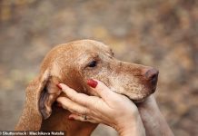 SMALL CAP MOVERS: British biotech could help dogs live longer lives