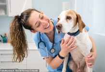 Vet sector shake-up set to bring down pet medicine costs as prices soar