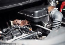 Rats are making your car insurance premiums more expensive