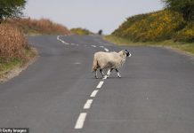 Collided with an animal on the road? Do you know which ones you legally need to report to police?