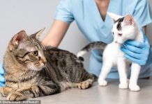 Vet giant CVS restarts UK takeover push after CMA climbdown