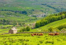 SMALL CAP MOVERS: Ee bah gum lad, it’s Yorkshire AI!